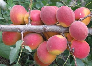 Sorten und Arten von Aprikosen