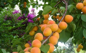 Abrikosų vaisiai