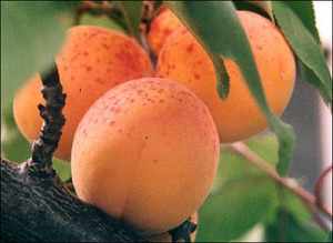 Abrikozen kweken in de buitenwijken