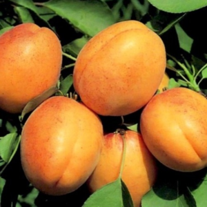 De vanligaste sorterna av aprikoser