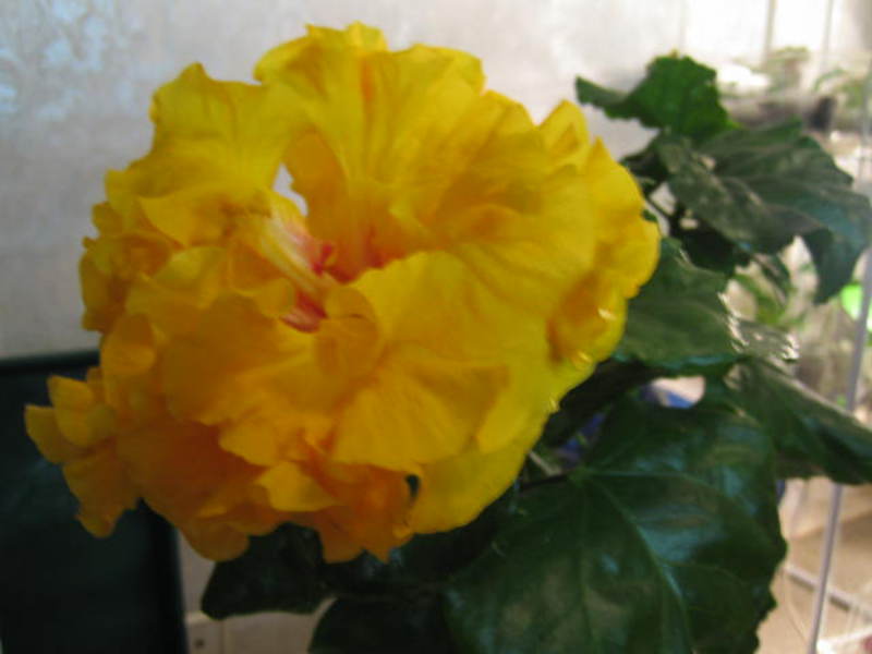 Хибискус или китайска роза