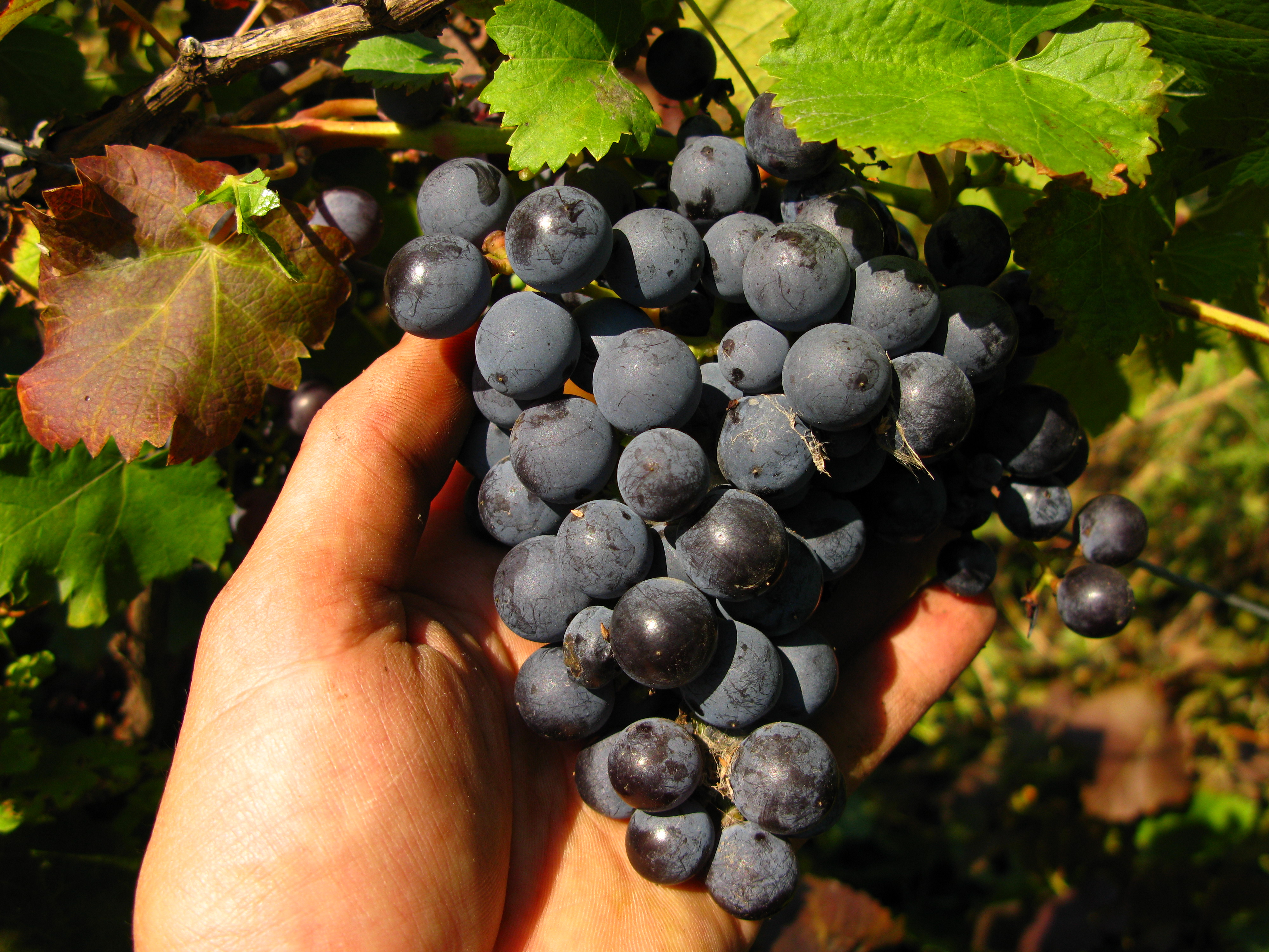 اللون الأرجواني المبكر: عنب قديم ثبت استخدامه للنبيذ والطعام