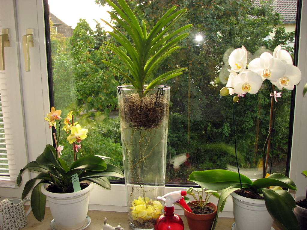 Kaip tinkamai palaistyti orchidėją namuose
