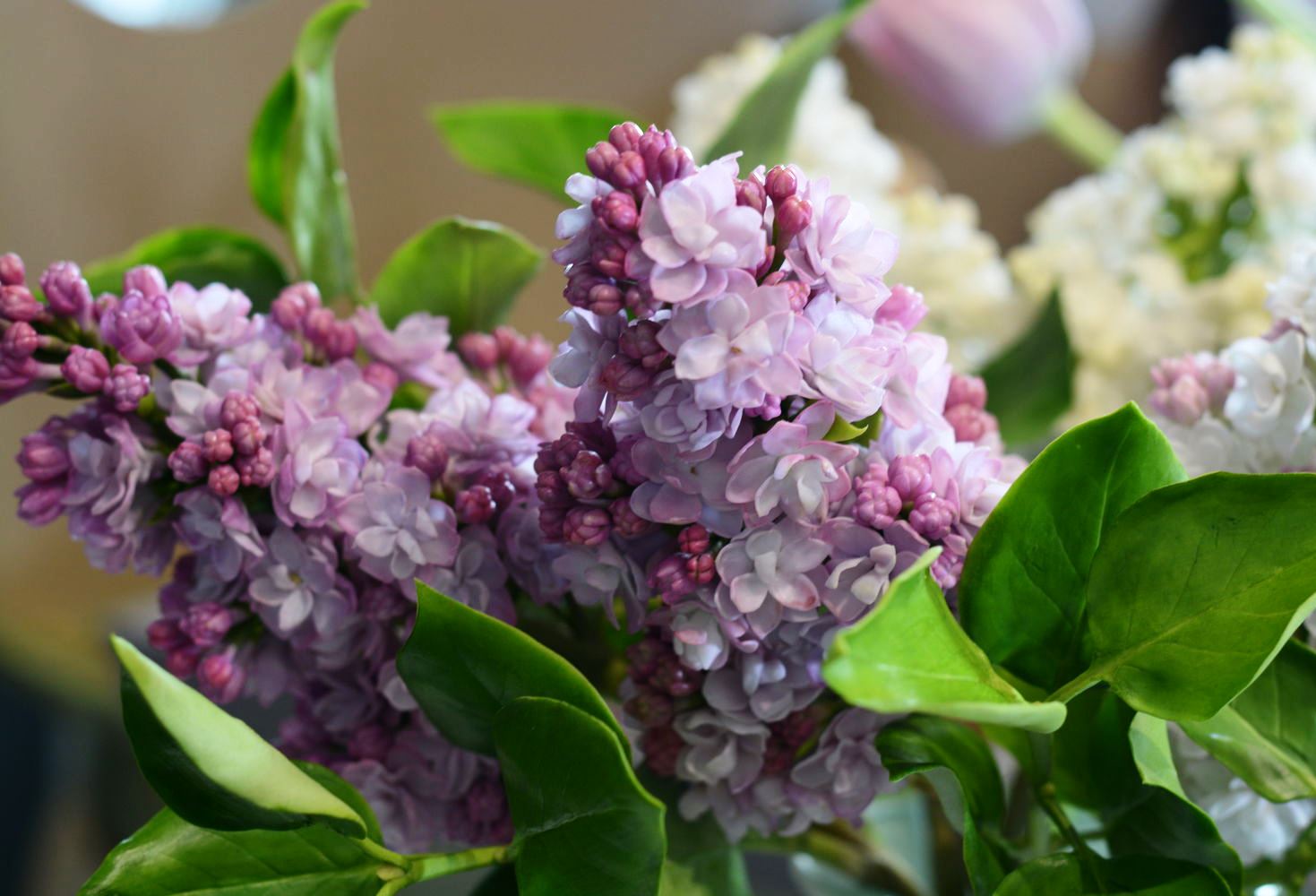 Persian lilac and terry: varieties and types, photo