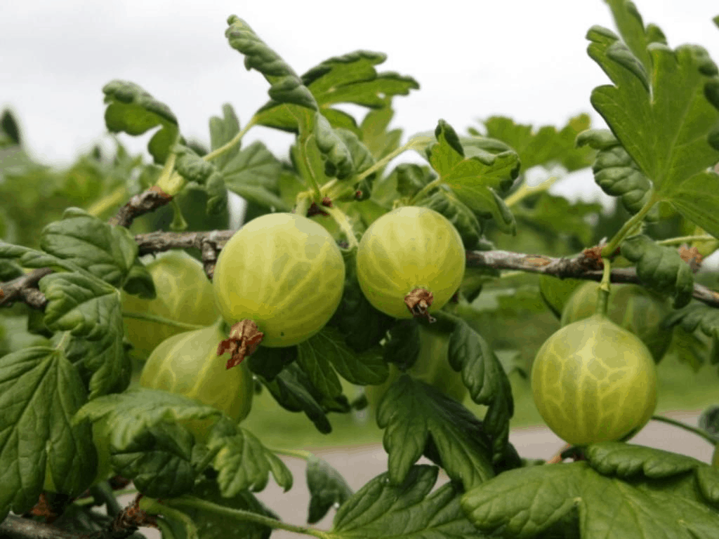 Технологии за обработка на цариградско грозде от болести и вредители, в зависимост от сезона и вида на приготвянето