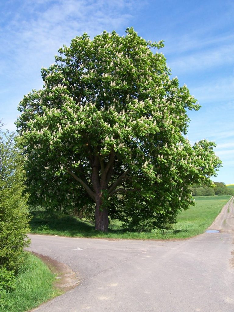 Horse chestnut tree in bloom