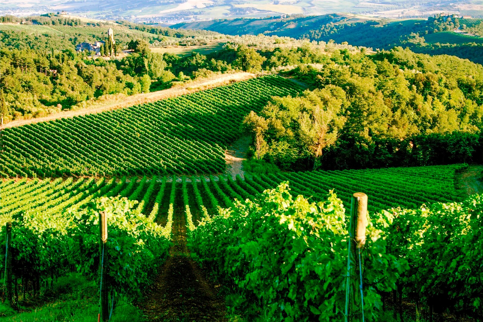 Bescherming van de wijngaard tegen ziekten en plagen: we gebruiken kopersulfaat