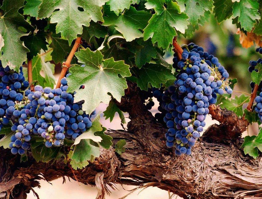 Slimību un kaitēkļu apkarošana vīna dārzā: kad nepieciešama ķīmija