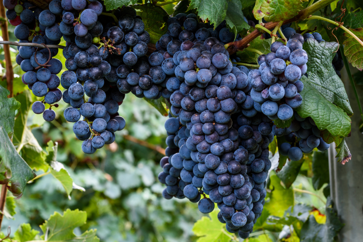 Tinkamas vynuogių sodinimas yra gero derliaus raktas