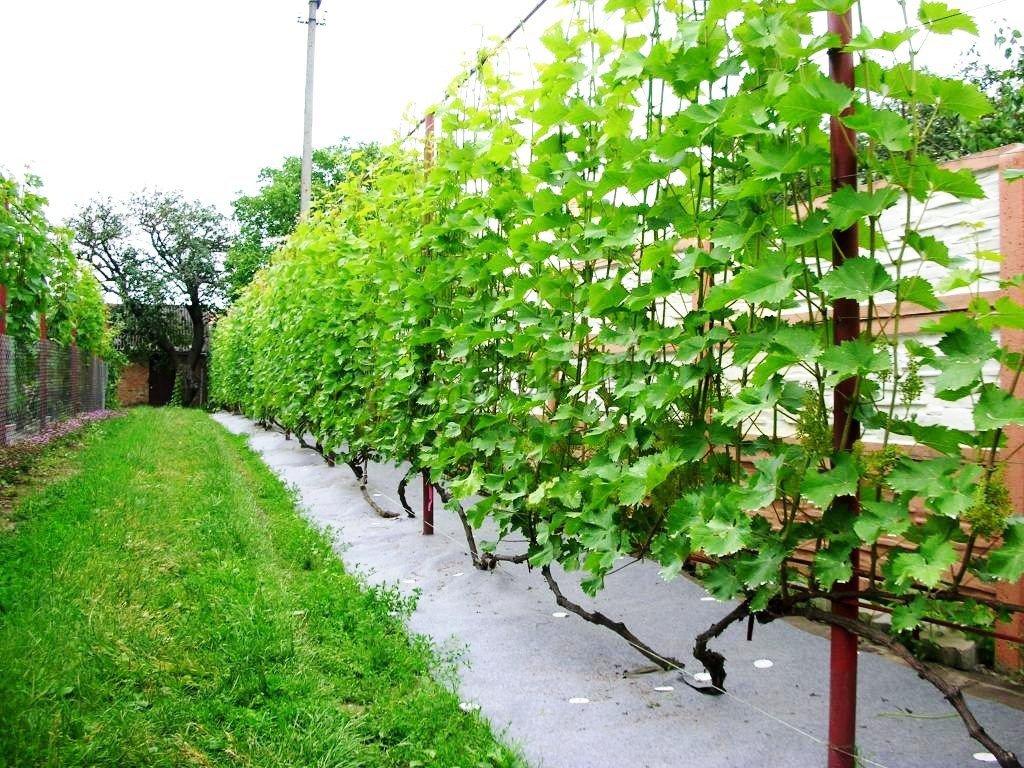 Vynuogės: žiemos pastogės pašalinimas pavasarį, atidarymo technologija po žiemos