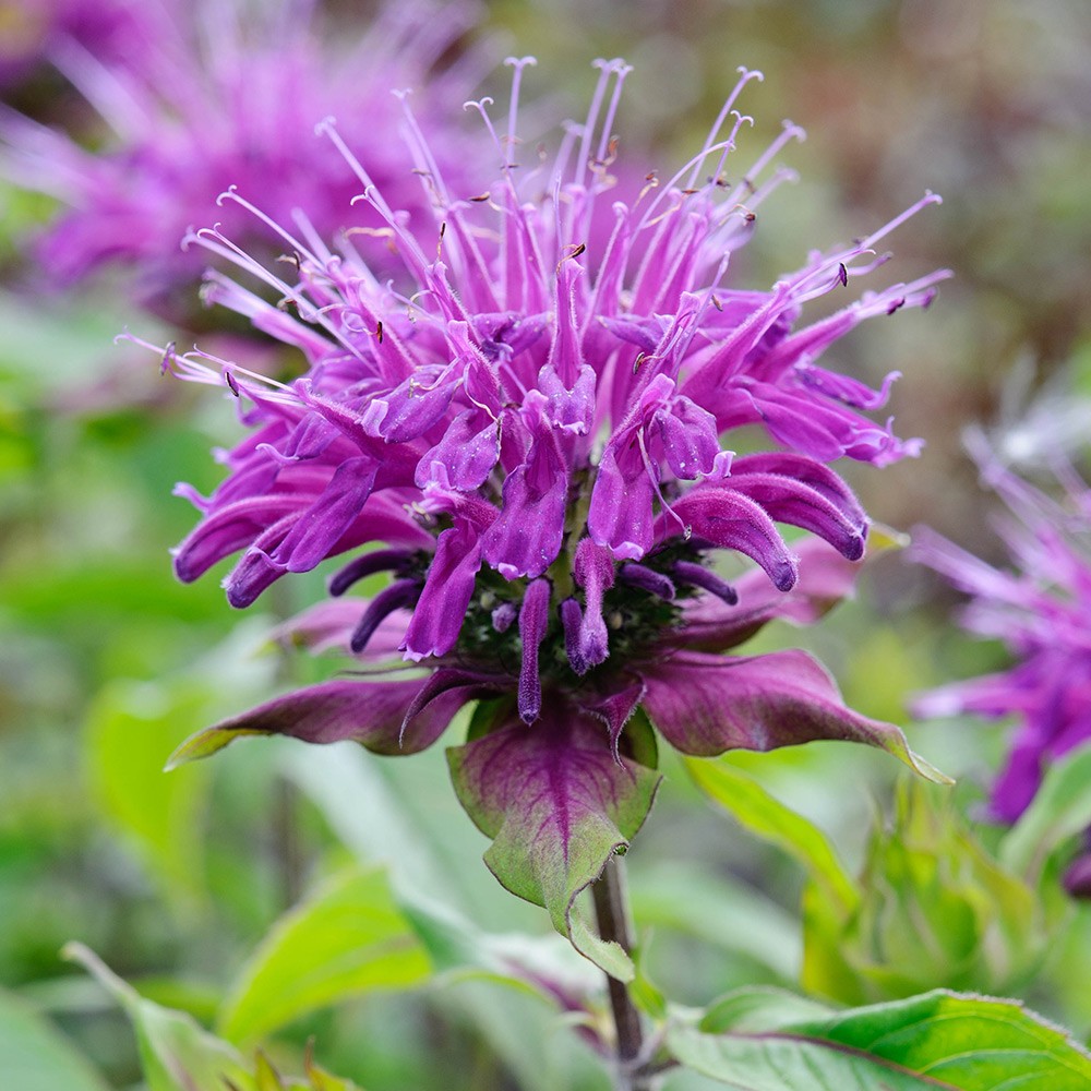 Floarea Monard: proprietățile sale medicinale și contraindicațiile
