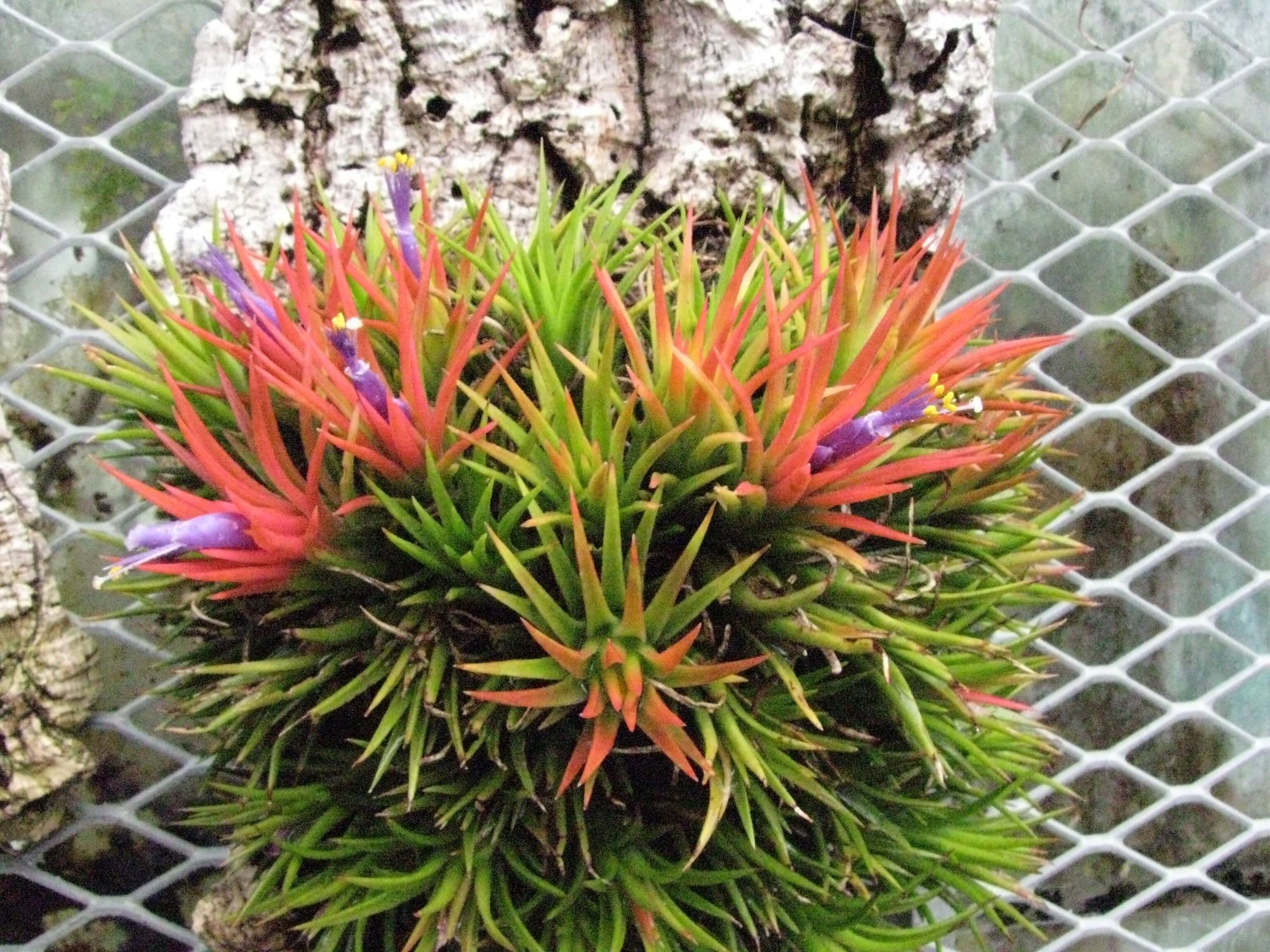 Tillandsia: una planta brillante e inusual en tu hogar