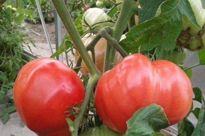 Tomatenbärentatze