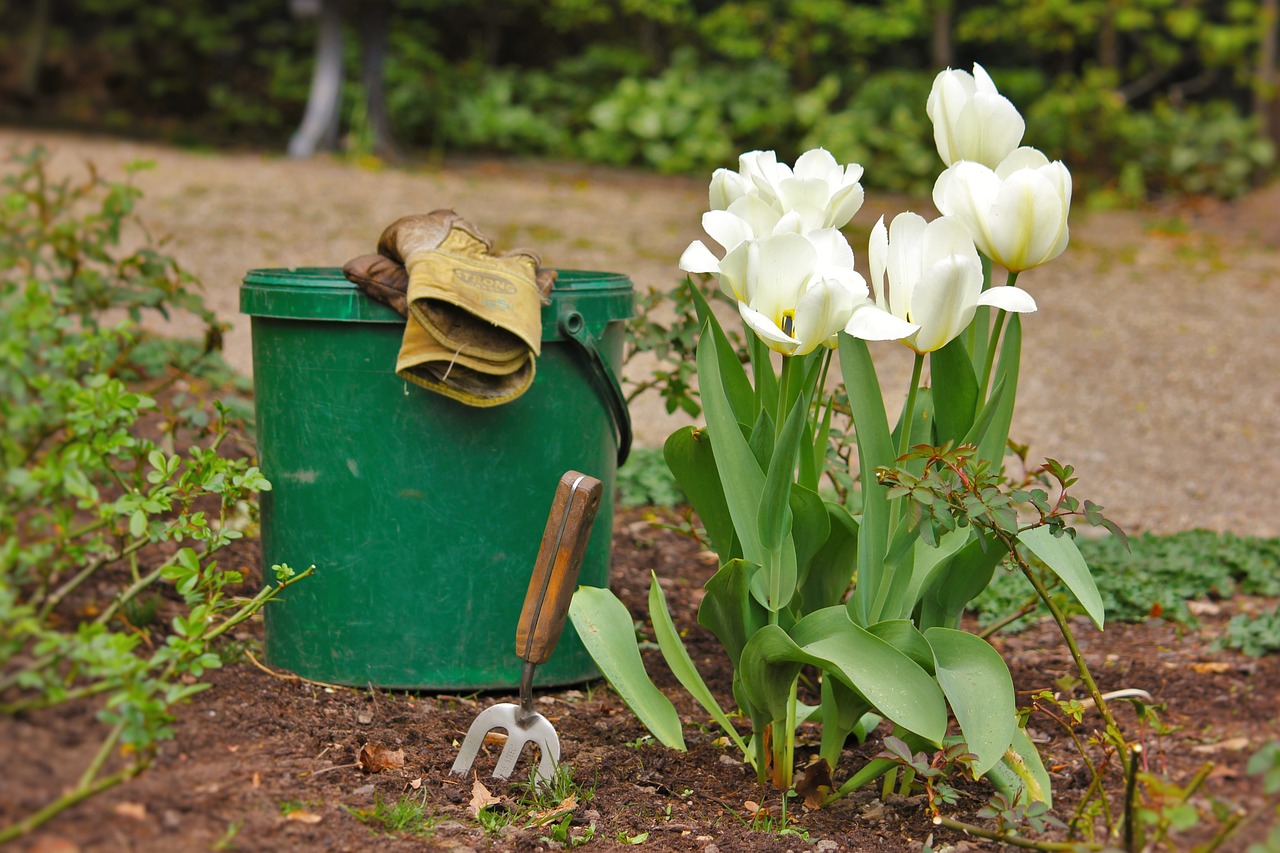 Tulpen in het voorjaar in de volle grond planten: teelt en verzorging