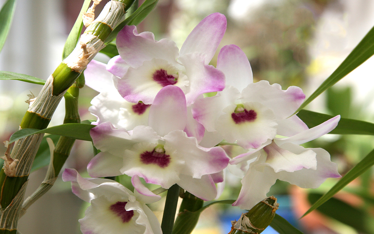 Dendrobium orchidėjų rūšys: nuotraukos, pavadinimai ir priežiūros ypatumai