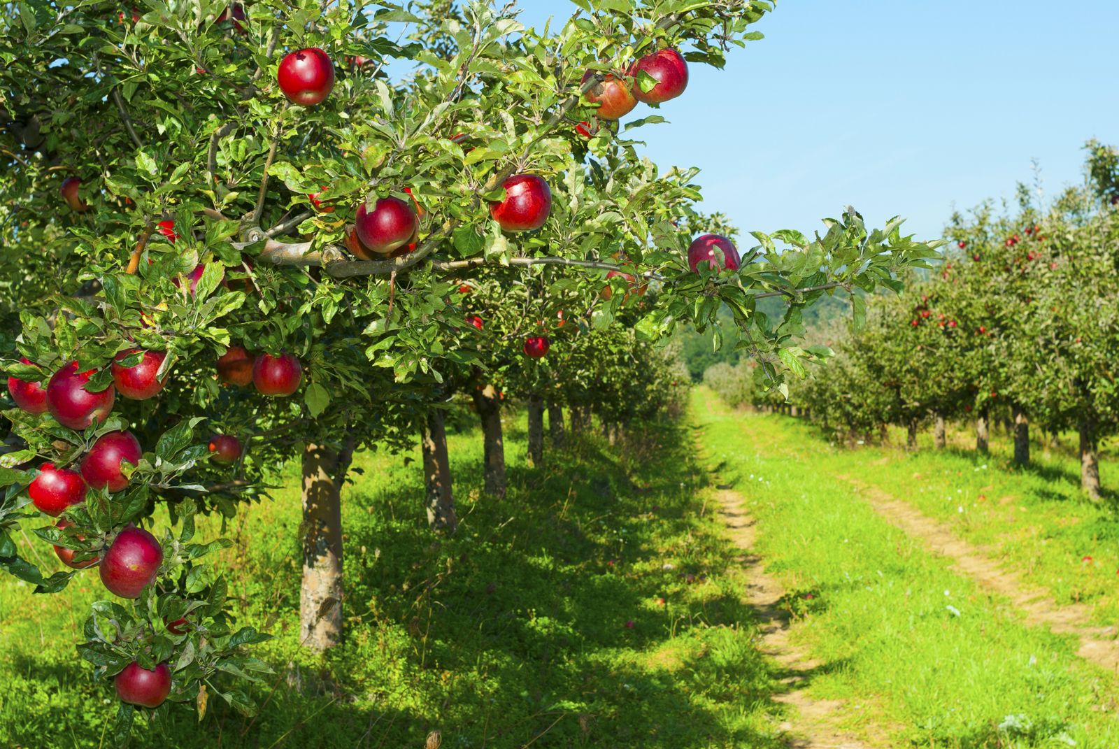 Hoe verschillende soorten appelbomen in de regio Moskou kunnen groeien