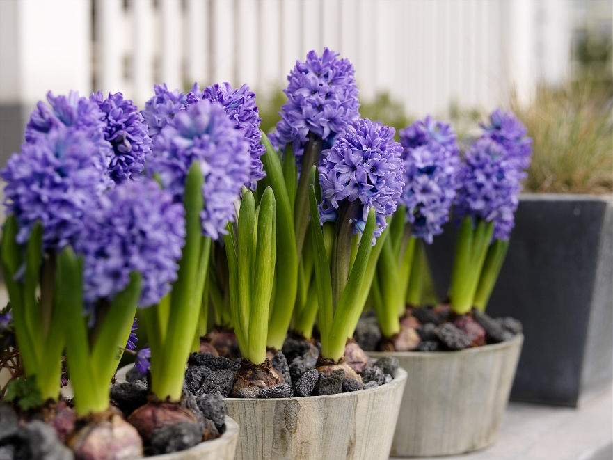 Hyacint: foto, planten en verzorgen in kameromstandigheden, bloembollen forceren