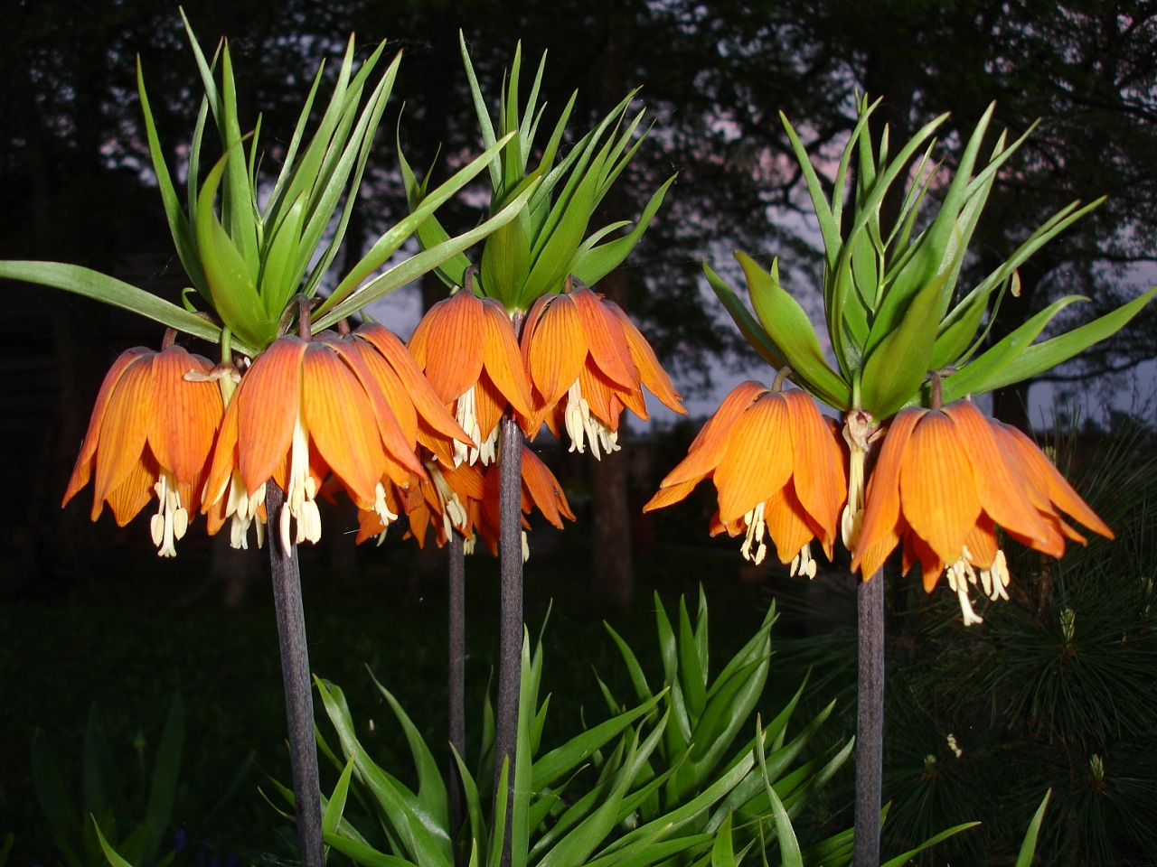 Цвете цвете императорски лешник: сортове, снимки, особености за засаждане и грижи