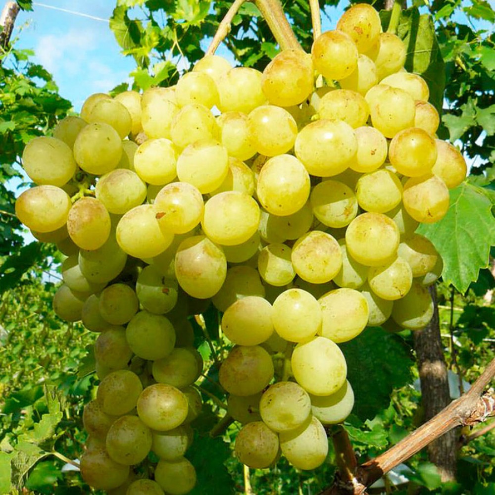 Устойчиво на замръзване грозде Наслада: Радва ли се градинарите?