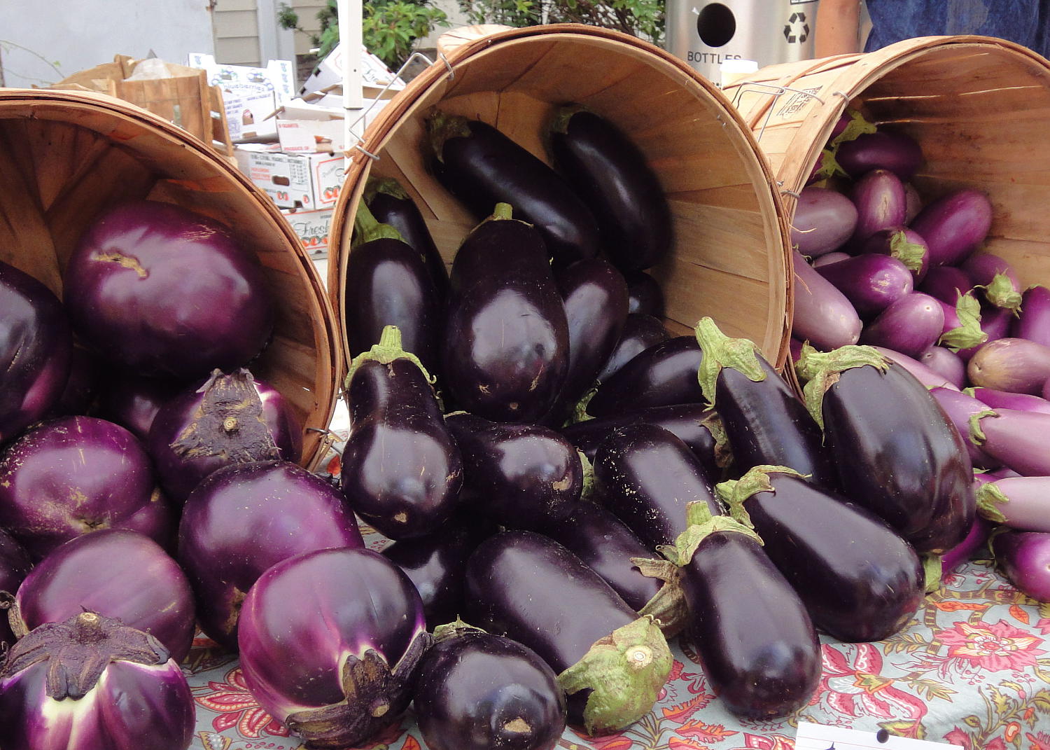 Frøvarianter av god aubergine for åpen mark og anmeldelser