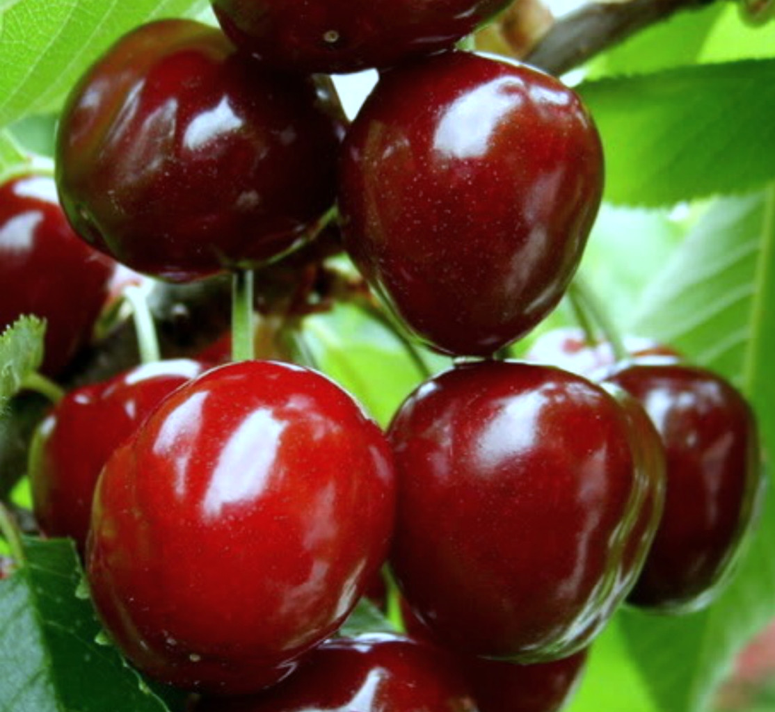 Miracle cherry - de aristocraat van modern tuinieren