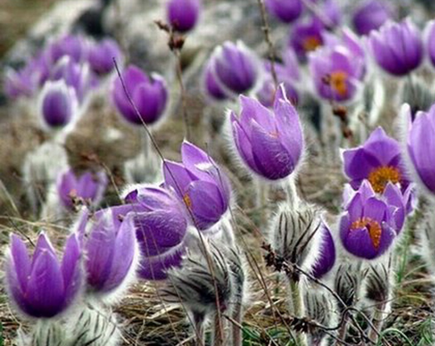 Цвете лумбаго обикновен и пролет: засаждане и грижи