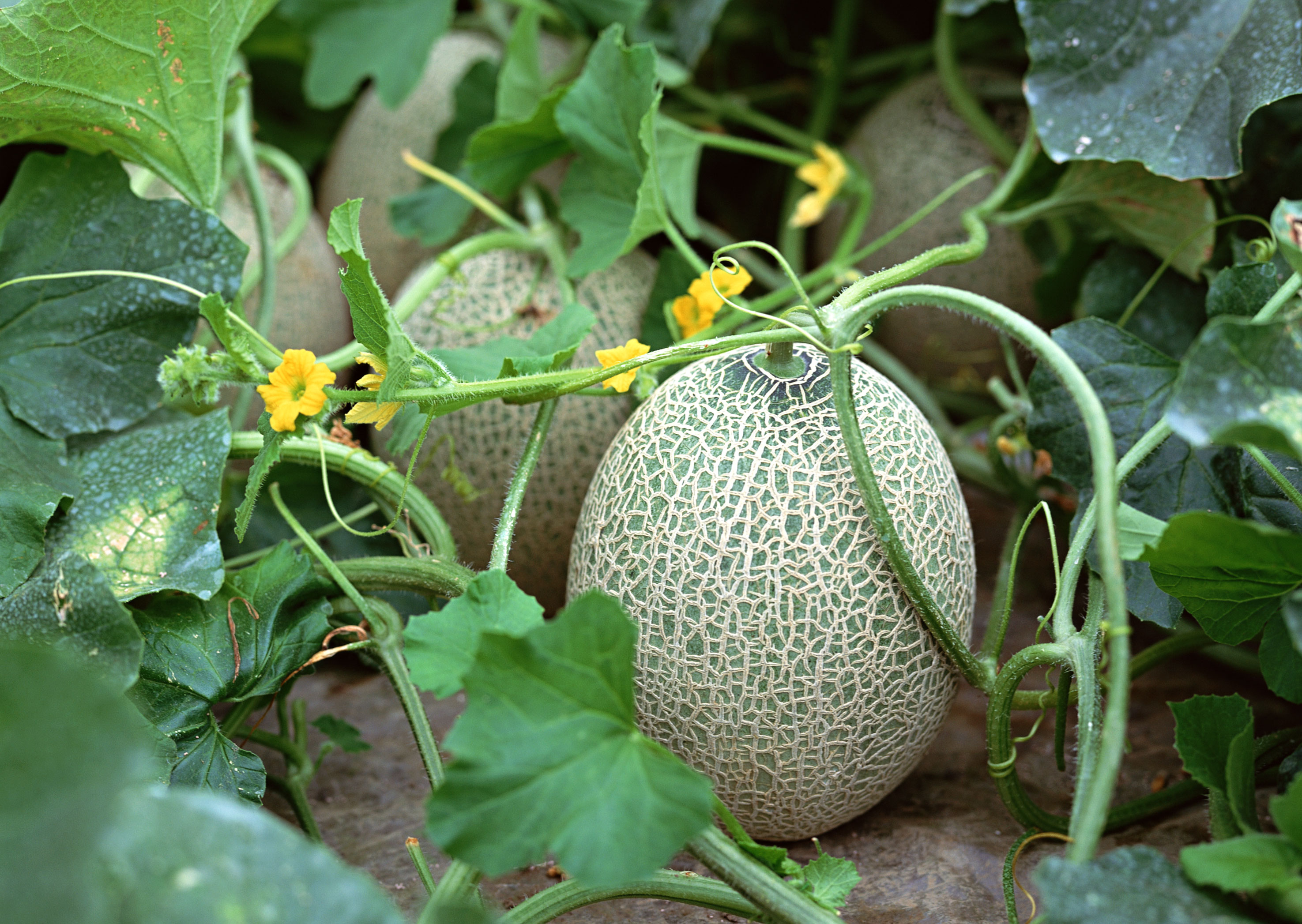 Jak sadzić melona w otwartym terenie: jakie odmiany są odpowiednie, jak przygotować nasiona i pielęgnować sadzonki