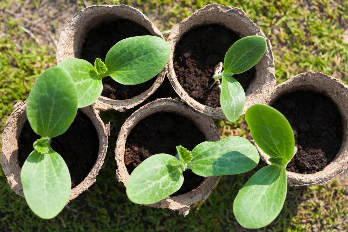 Hvordan dyrke courgetteplanter: riktig sort og plantedato