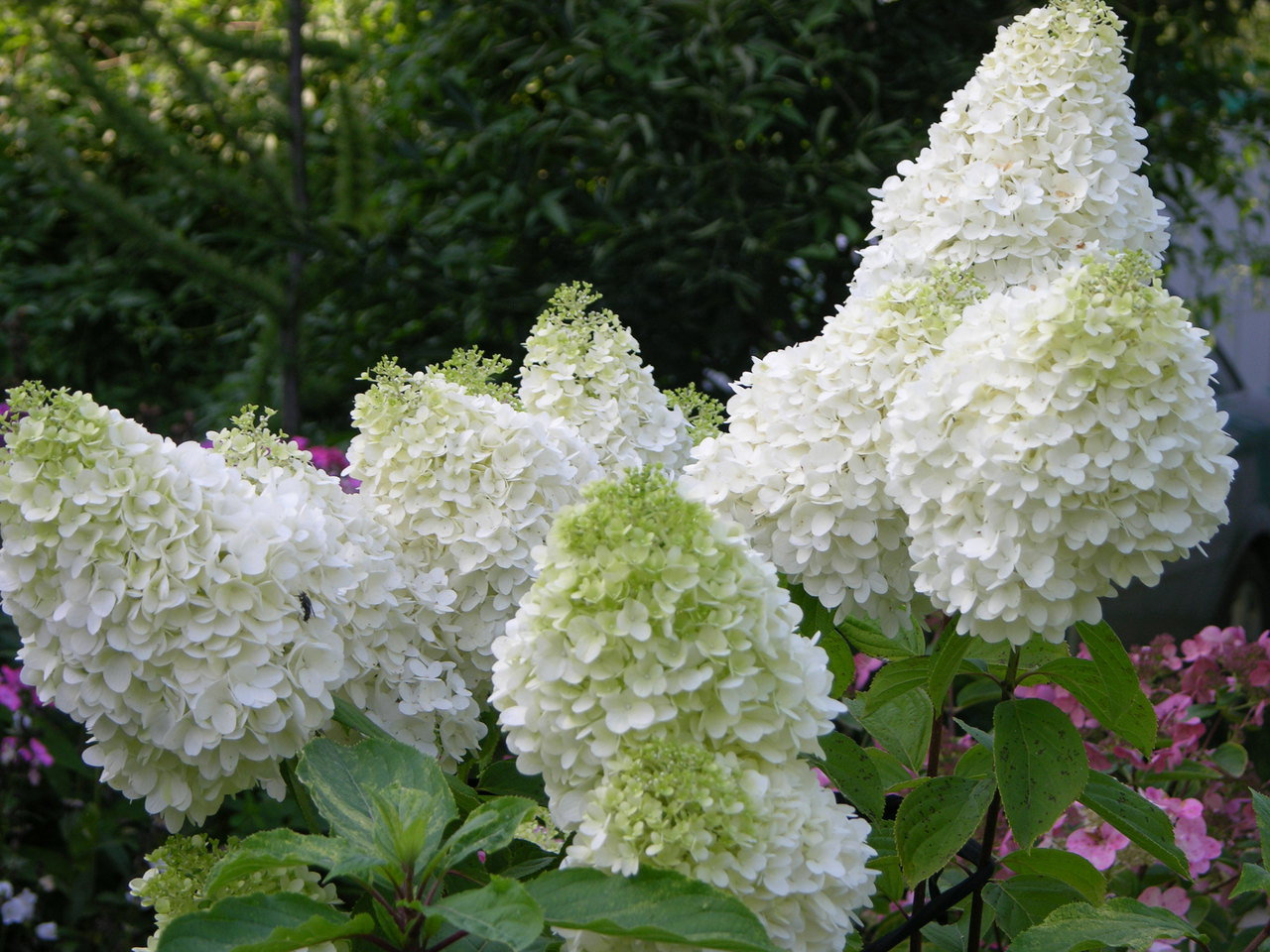 Nữ hoàng vườn hoa cẩm tú cầu: loài, giống, ảnh, cách trồng và chăm sóc