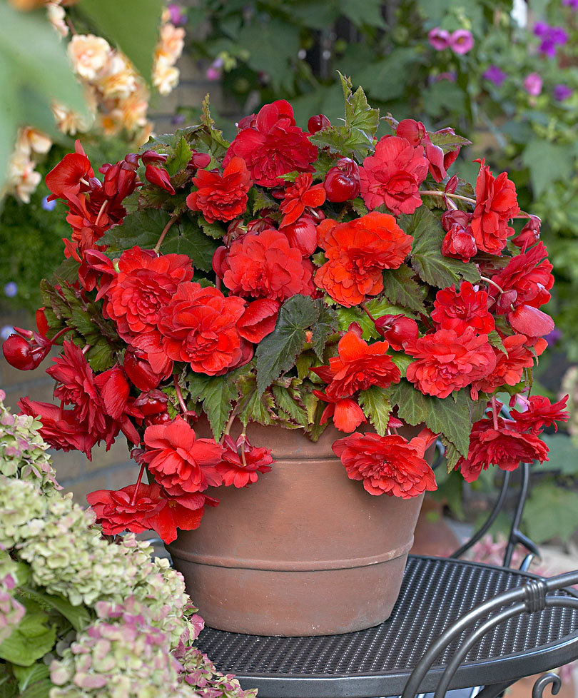 Begonia: care and reproduction at home