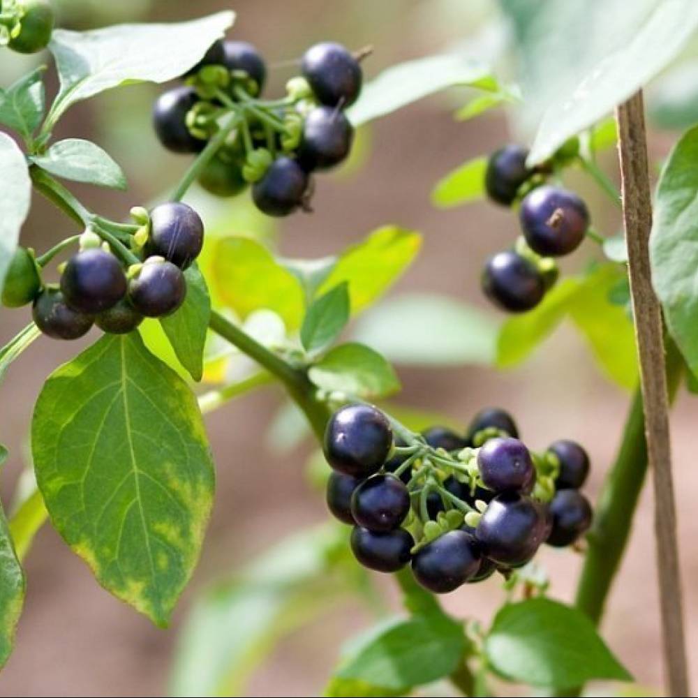 Cultivo de semillas de bayas de sunberry y sus propiedades beneficiosas.