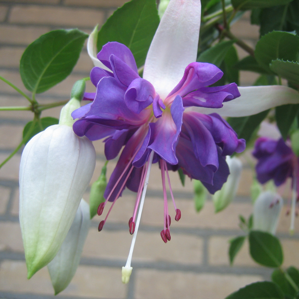 Ampel Fuchsia: การปลูกและการดูแลรักษาภาพถ่ายของดอกไม้