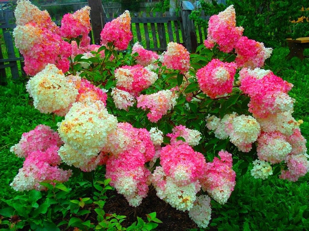 Voksende hortensia paniculata vanilje freise: en rosa sky i hagen din!