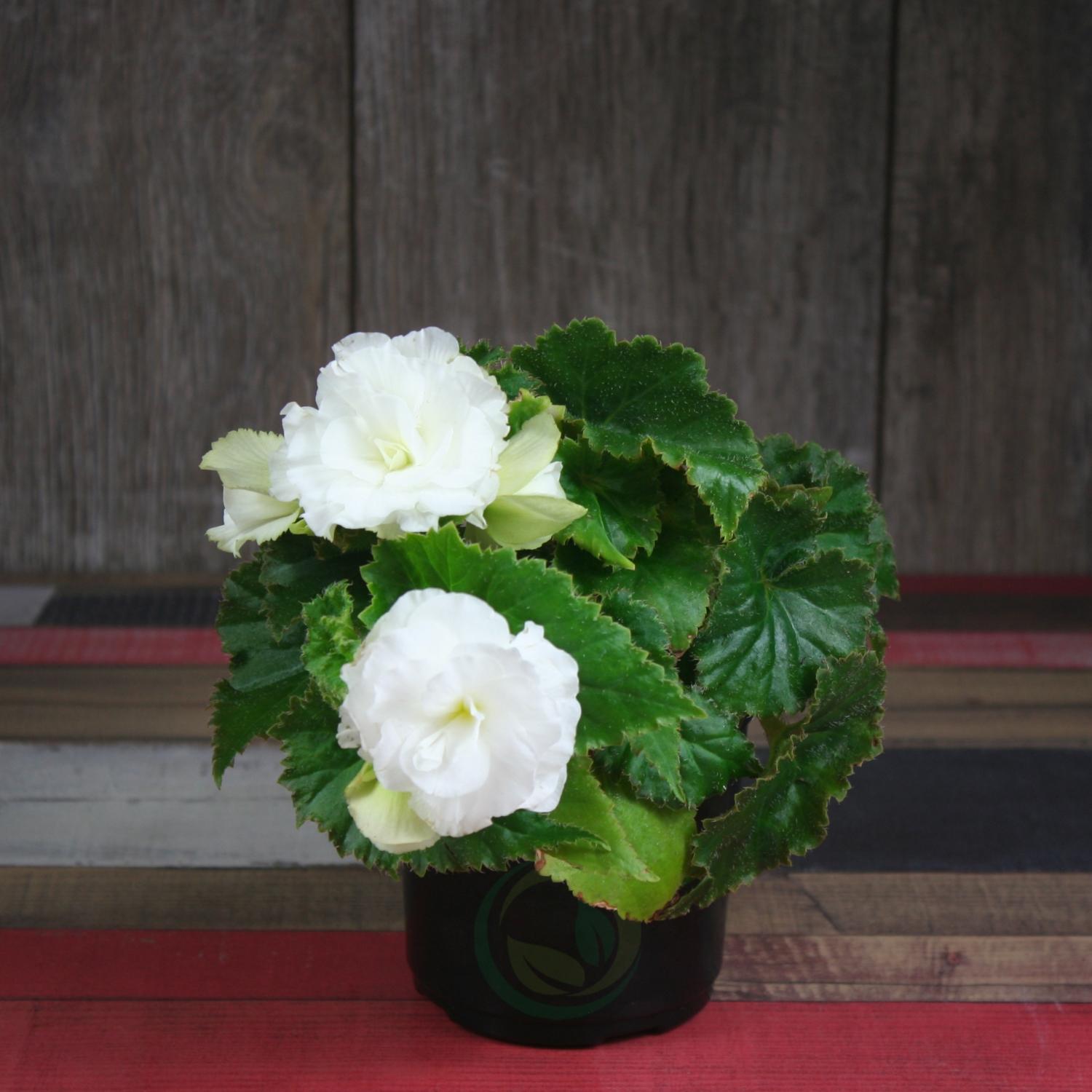 „Begonia Elatior“: auginimas ir priežiūra namuose
