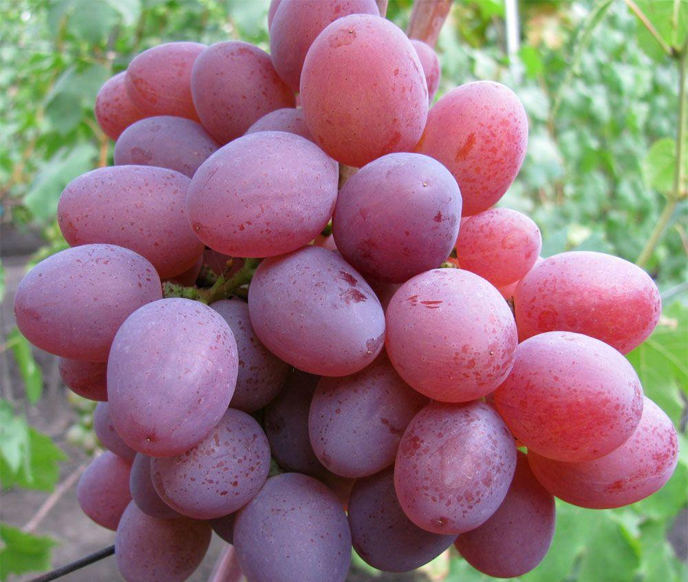 Ruta: viena iš naujų, labai ankstyvų vyšnių aromato stalo vynuogių