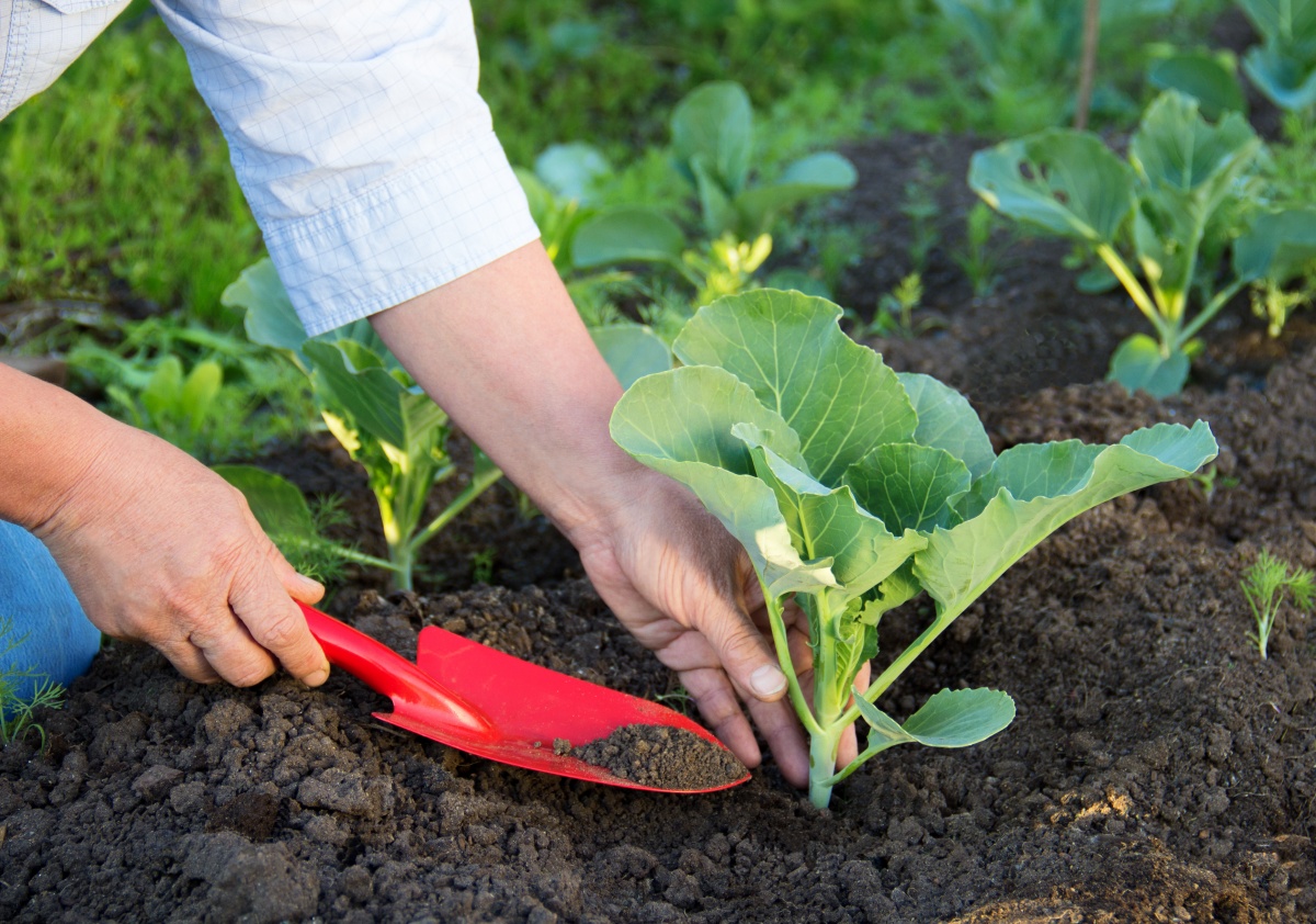 Как да засаждаме зеле за разсад: засяване на семена и грижи за разсад
