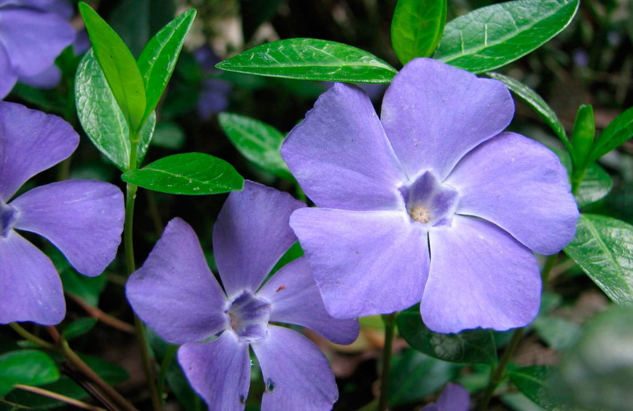 Periwinkle plant: planting and care in the open field