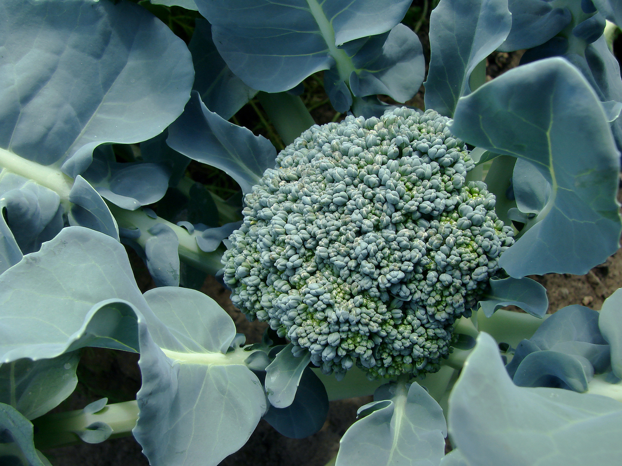 Brokolių priežiūra ir auginimas Maskvos regione