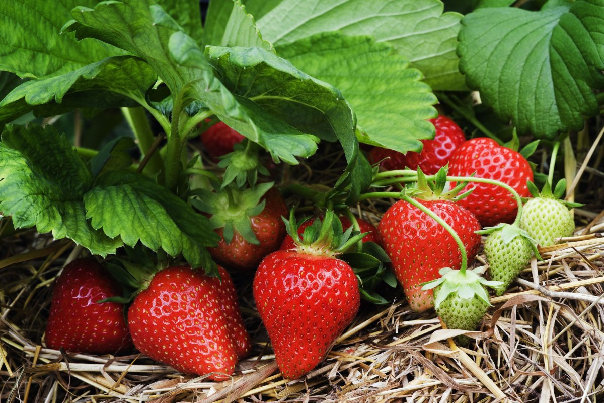 Strawberry transplant: bakit, kailan at paano. Paghahanda ng isang bagong site ng transplant