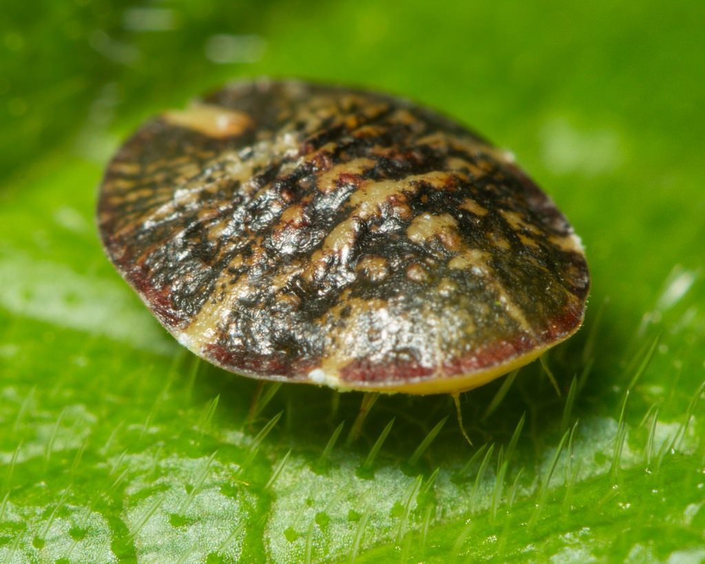 Paano makitungo sa sukat na insekto sa mga panloob na halaman: mga tip at larawan