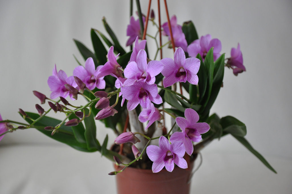 Dendrobiumin hoito kotona: vinkkejä, valokuvia