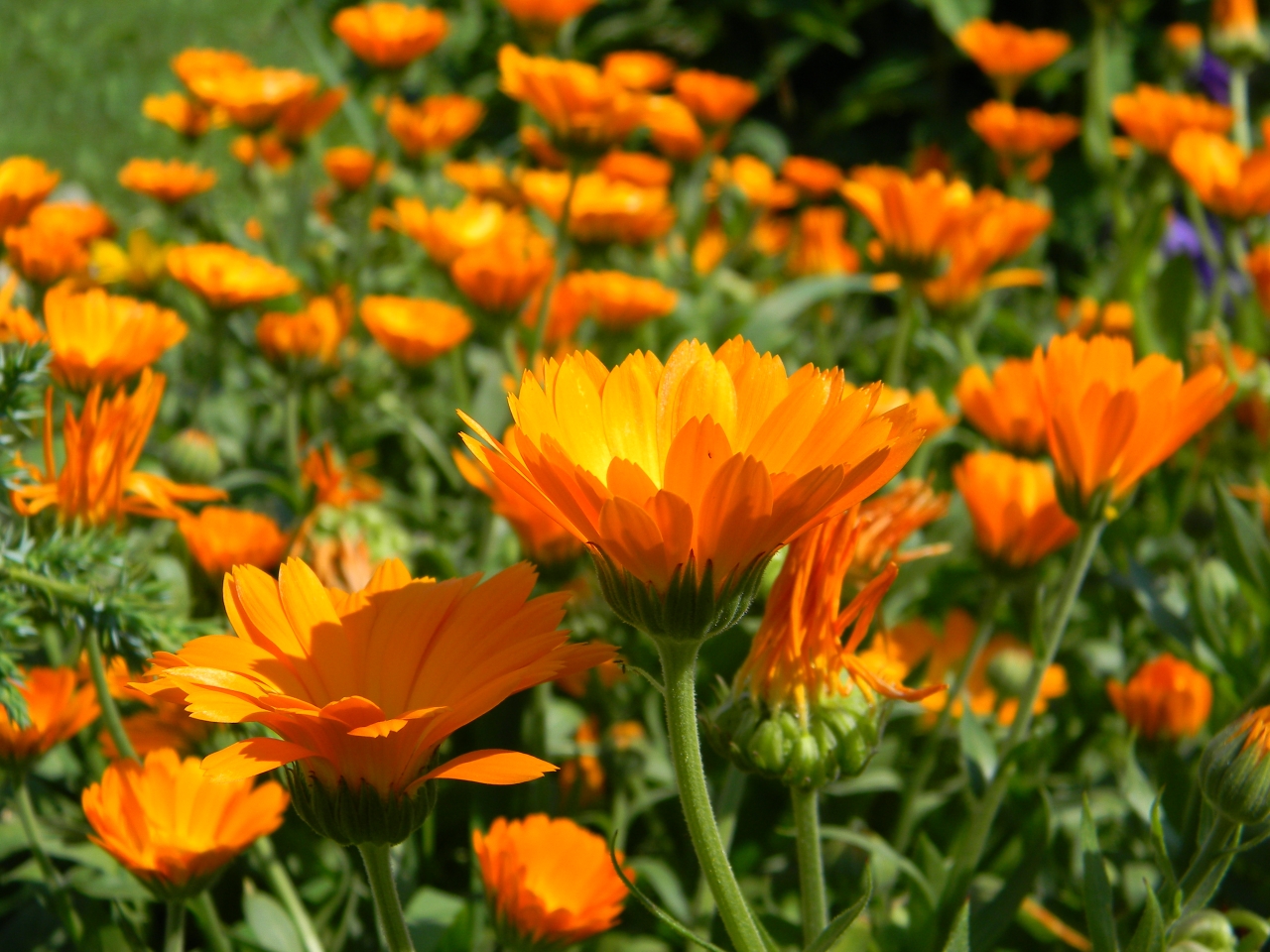 Beschreibung der Ringelblume: Bilder und Fotos von Ringelblumen