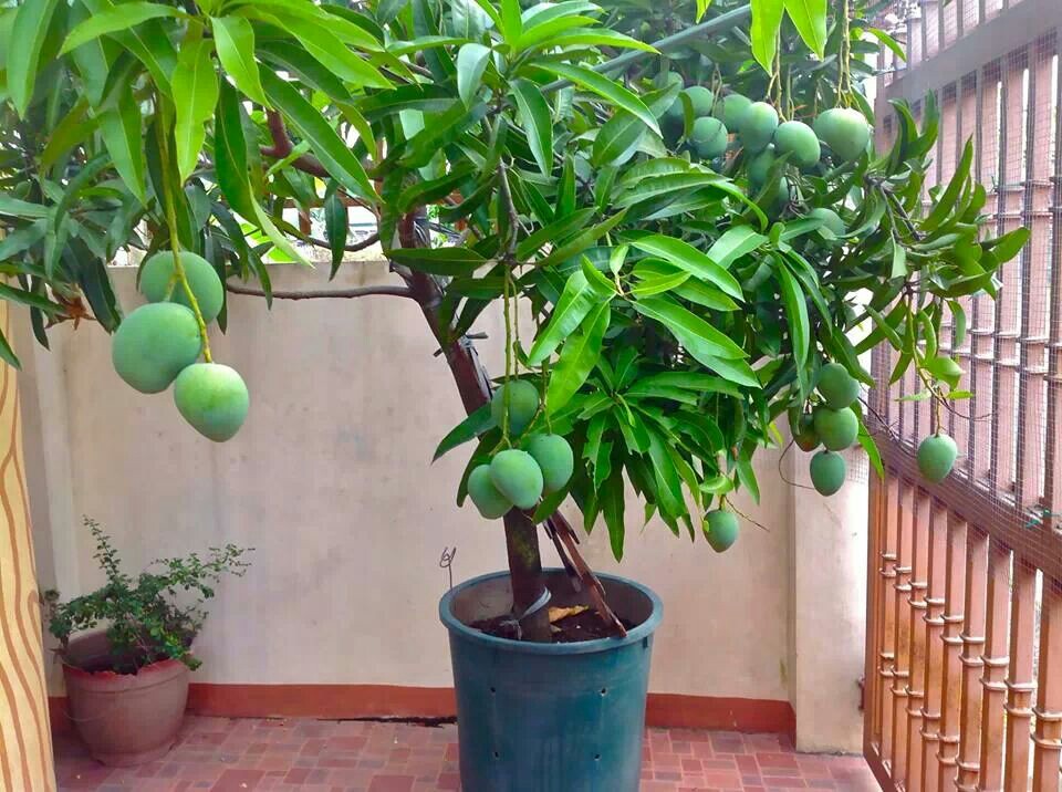 Cultivando mango a partir de una semilla en un apartamento, ¿cómo crece?