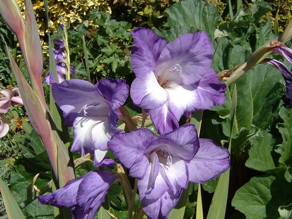 Gladiolos crecientes, foto de flores.