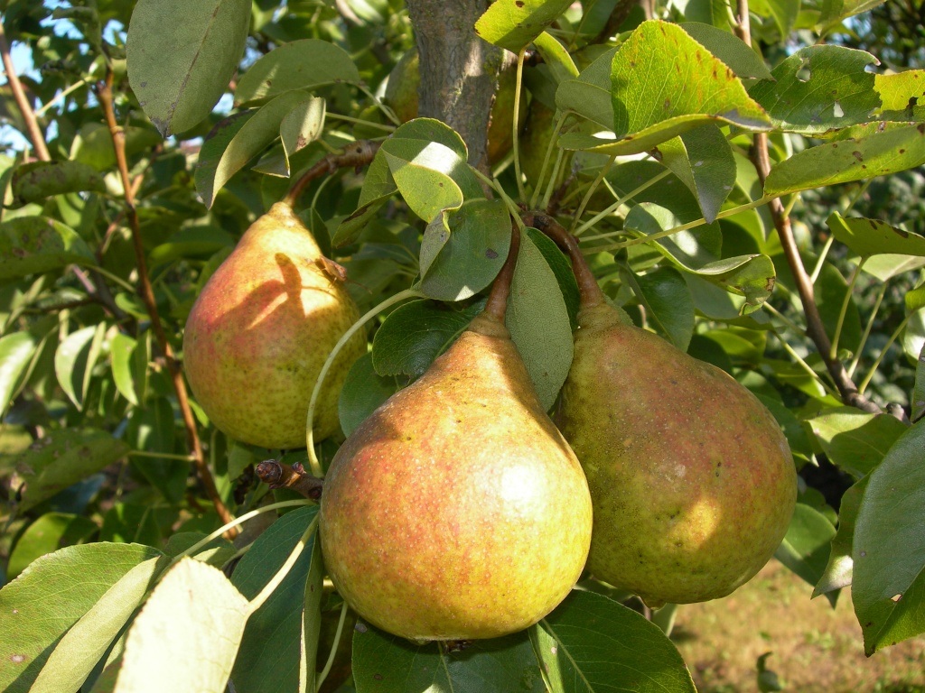 Yakovlev's Memory Pear: coltiviamo una varietà fruttuosa e resistente all'inverno