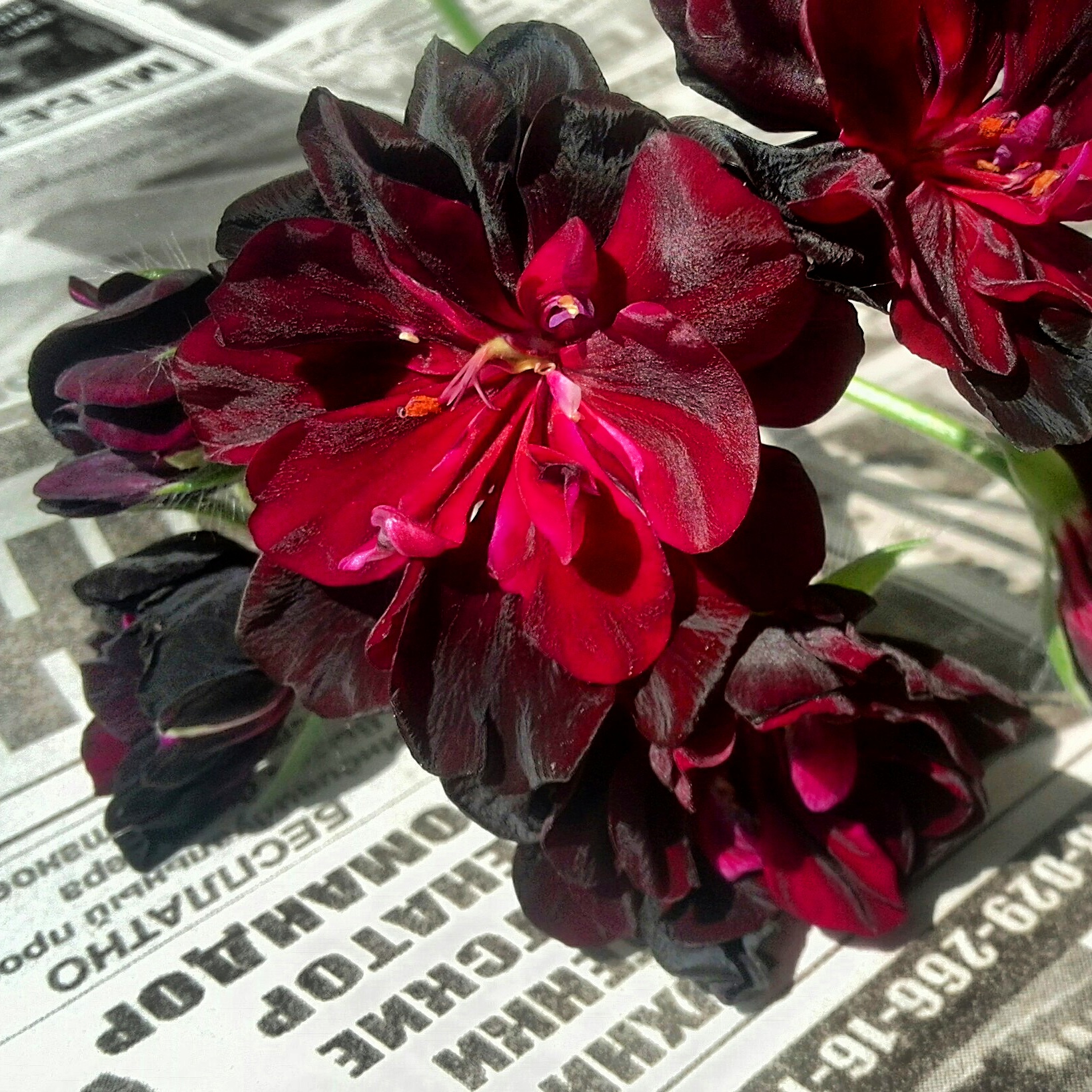 Pelargonium at geranium: ang pagkakaiba sa pagitan ng mga halaman