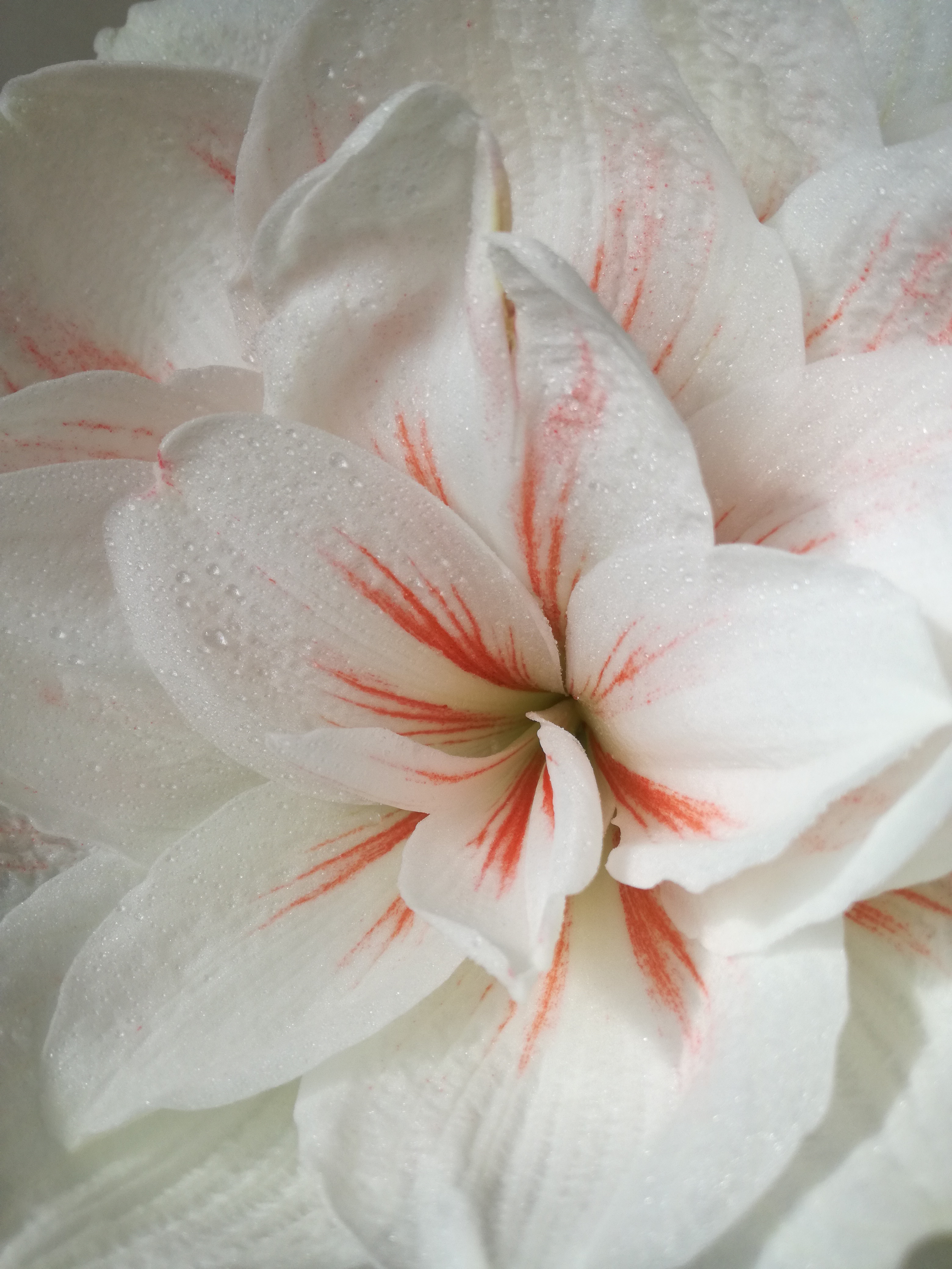الاختلافات بين الأمارلس و hippeastrum ، صورة من هذه الزهور