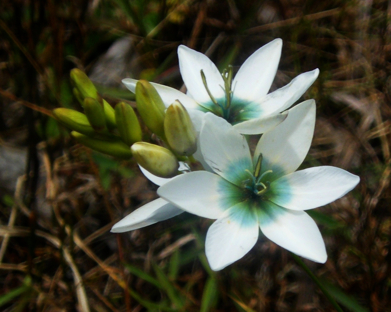 Ixia: plantar y cuidar una flor exótica en campo abierto, foto