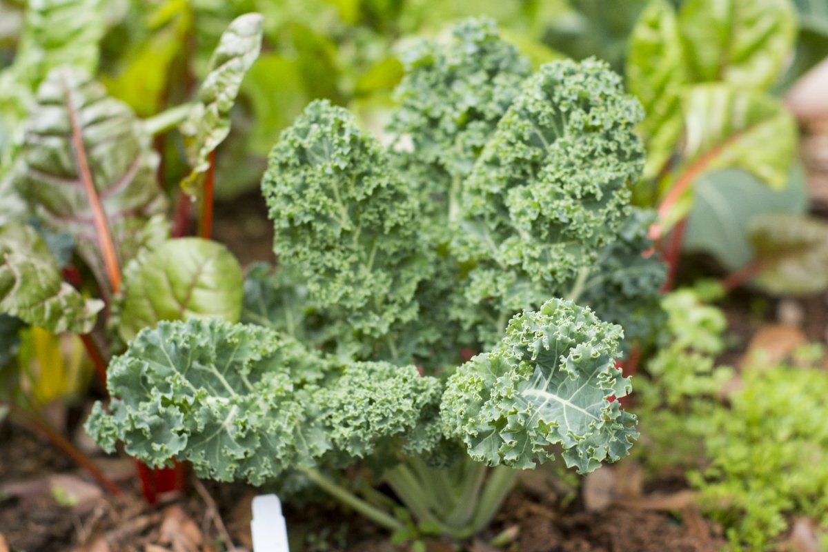 Dekorative og nyttige kale collard greener: krøllete, kviseblad og flatbladede varianter