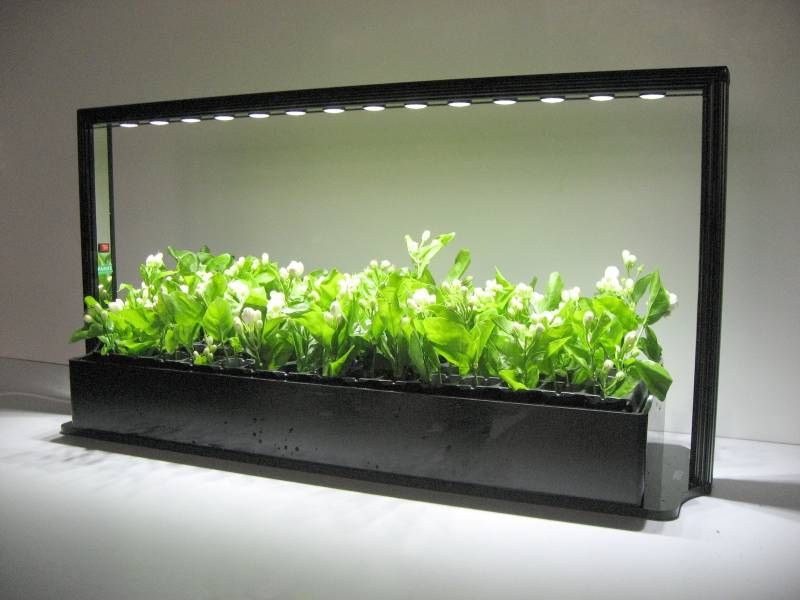 How to choose fluorescent lamps for indoor plants